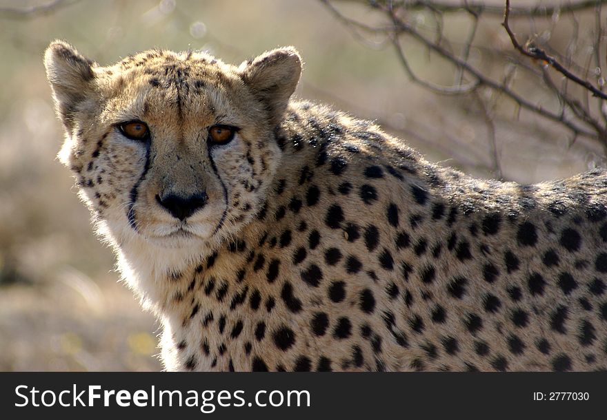 Male Cheetah, looking past the camera. The cheetah is a protected species here in South Africa. Male Cheetah, looking past the camera. The cheetah is a protected species here in South Africa.