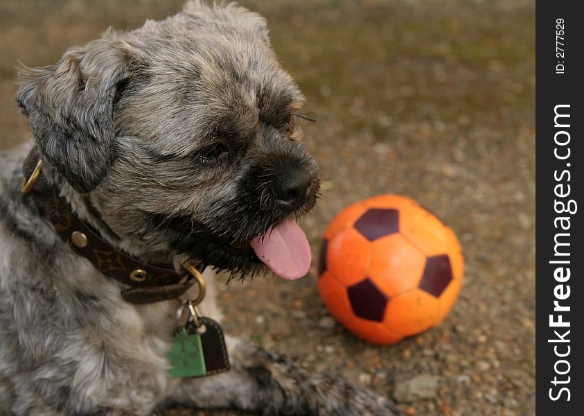 Small dog with orange football