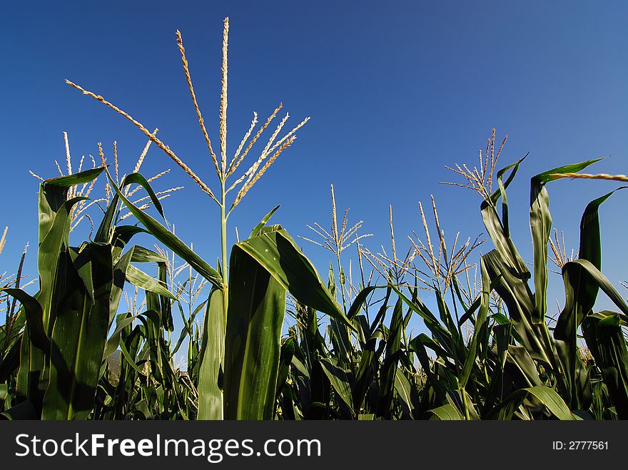 Corn plantation closeup against fabulous blue sky. Corn plantation closeup against fabulous blue sky