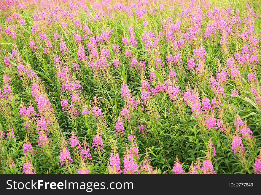 Beautiful pink flower field