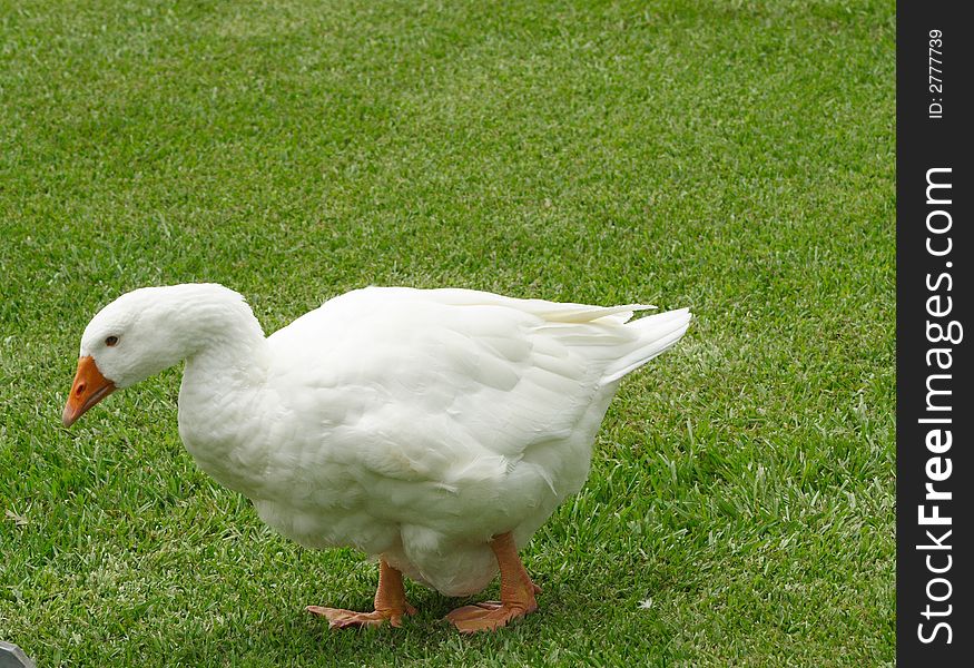 A duck walks with the group to a new fedding area. A duck walks with the group to a new fedding area.