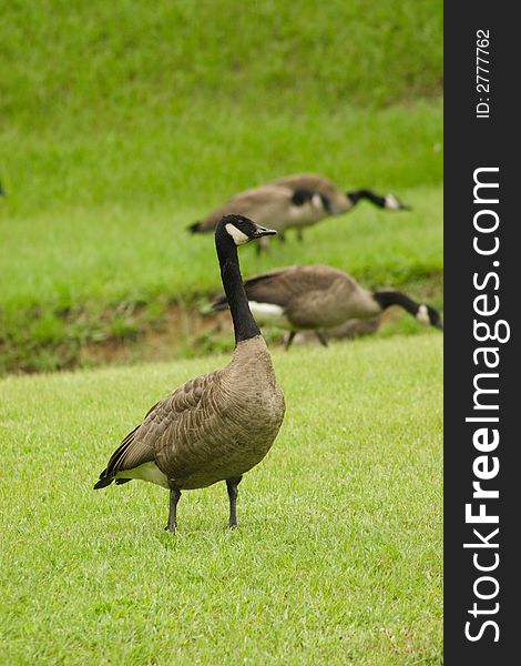 A Canadian Goose stands looking at the rest of the flock.