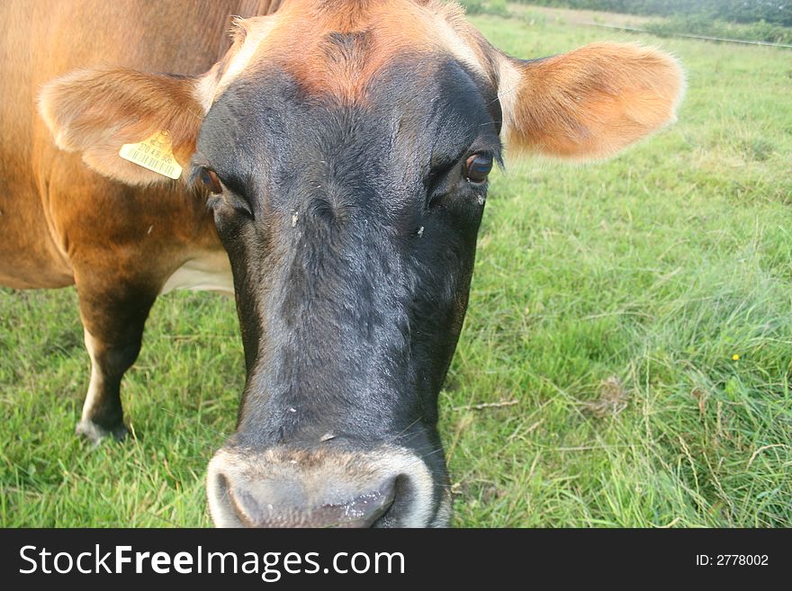 Jersey cow gets a good sniff and lick. Jersey cow gets a good sniff and lick