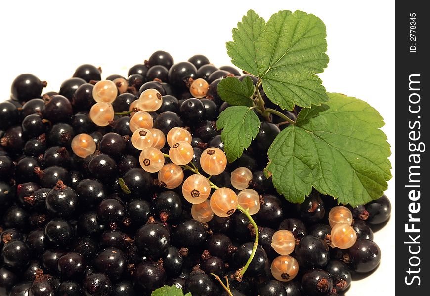 Black currant on the white background. Black currant on the white background