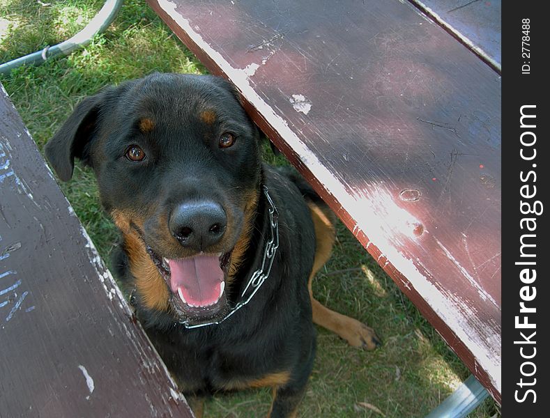 Rottweiler peeking head through boards of picnic table. Rottweiler peeking head through boards of picnic table