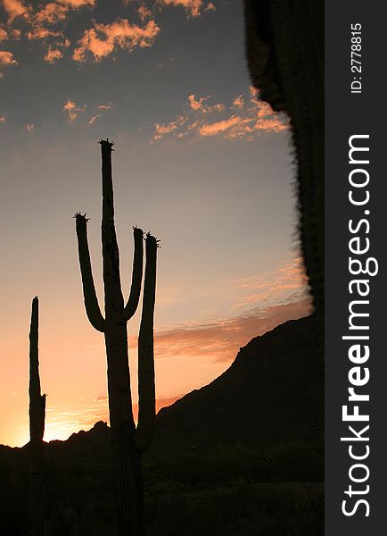 Silhouettes of a number of Saguaro cactus near Tucson, AZ. Silhouettes of a number of Saguaro cactus near Tucson, AZ