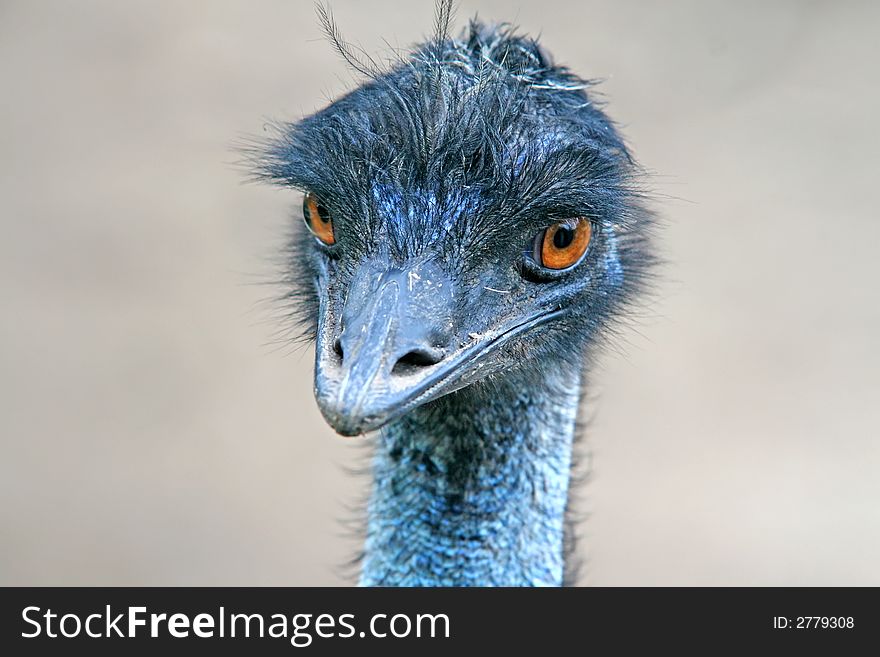 Close up of the head of an ostrich. Close up of the head of an ostrich