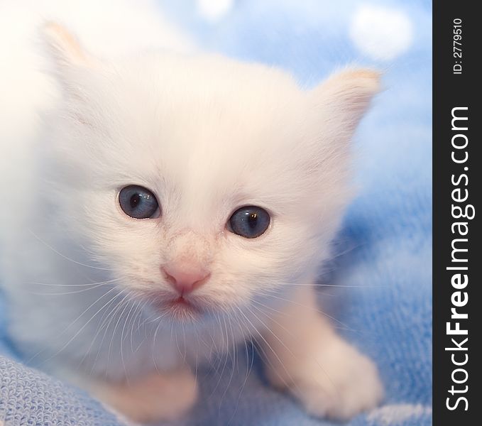 3 weeks old  white kitten with blue eyes on the light blue polka dot background looking right into your eyes. 3 weeks old  white kitten with blue eyes on the light blue polka dot background looking right into your eyes
