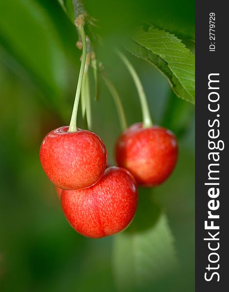 Three red cherries on  background  green leaves