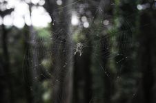 Spider In Web Stock Images