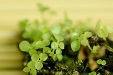 Little Tree On Bamboo Mat. Royalty Free Stock Photography Little Tree On Bamboo Mat. Royalty Free Stock Photography