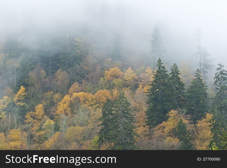 Fall colors and fog in the Smokies. Fall colors and fog in the Smokies.