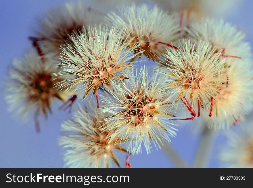 Little Iron Weed,