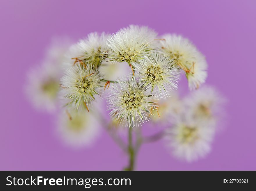 Little Iron Weed