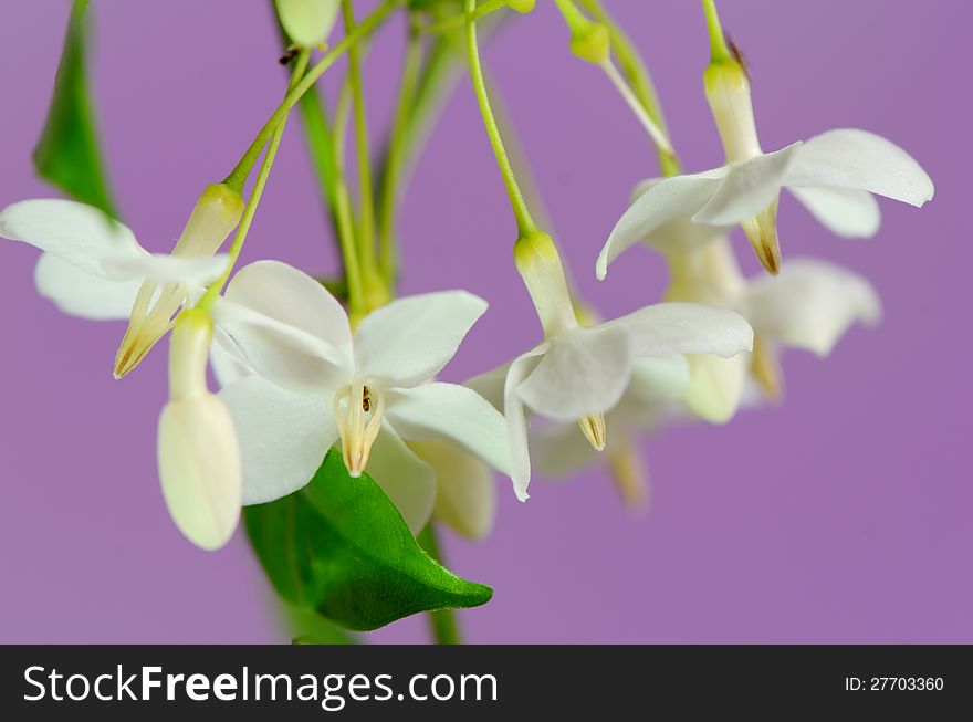 White Flowers.