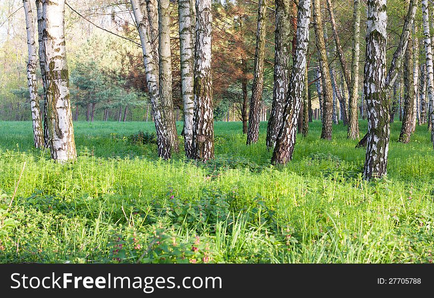 Spring in the birch forest - beautiful nature