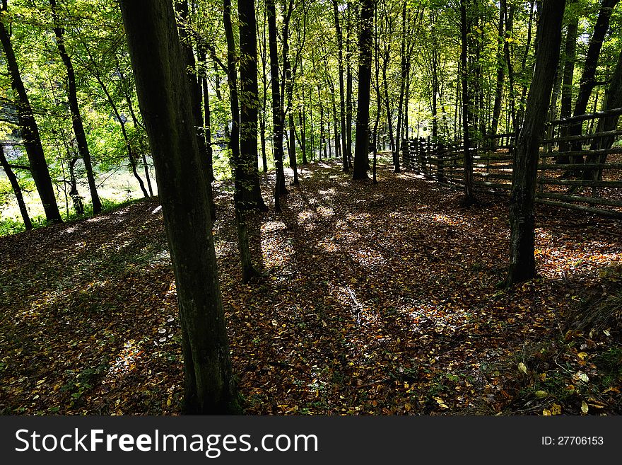 Autumn landscape of young grey forest