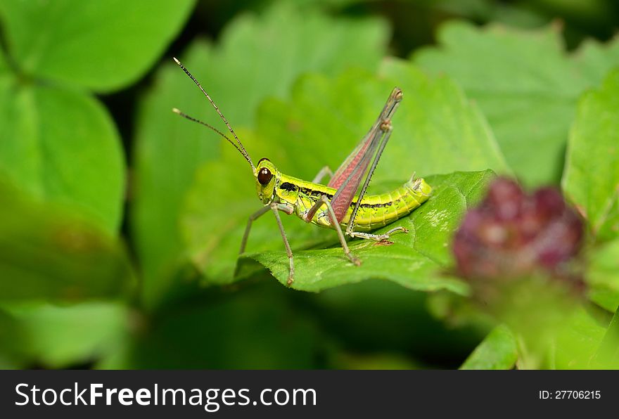Macro Shot Of Green Grosshopper