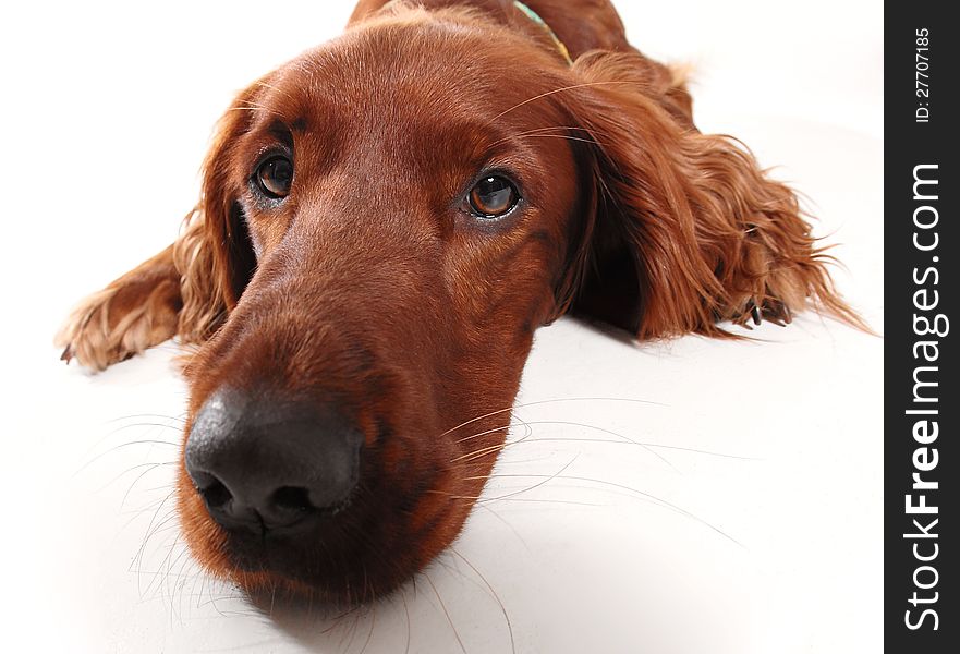 Irish  Red Seter Dog