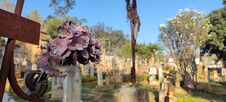 A Dry Rose In The Cemetery In Barichara An Open-air Museum. On A Natural Space Of Trees, Flowers And Meadows, Art, History And Tra Royalty Free Stock Photo A Dry Rose In The Cemetery In Barichara An Open-air Museum. On A Natural Space Of Trees, Flowers And Meadows, Art, History And Tra Royalty Free Stock Photo