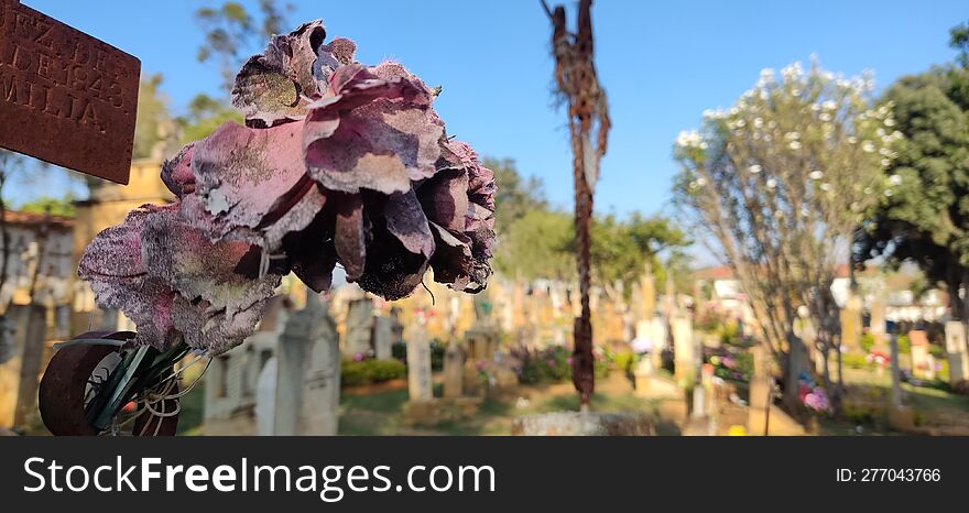 A dry rose in the cemetery in Barichara An open-air museum. On a natural space of trees, flowers and meadows, art, history and tra