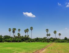 Rice Fields, Sugar Palm. Stock Photos Rice Fields, Sugar Palm. Stock Photos