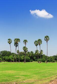 Rice Fields, Sugar Palm. Stock Image Rice Fields, Sugar Palm. Stock Image