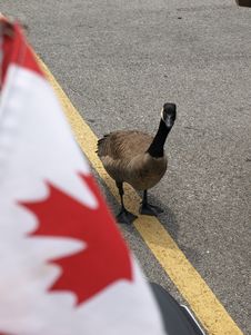 Canadian Goose Canada Flag Royalty Free Stock Image