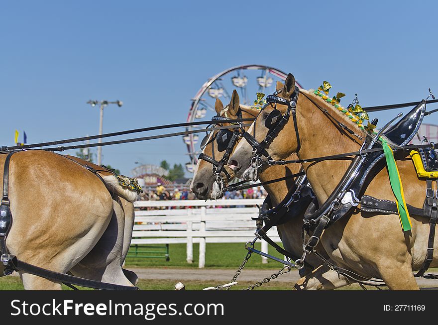 Belgian Draft Horses at Country Fair