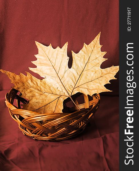Autumn concept,leaf and red background