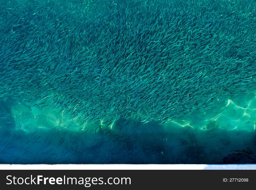 Shoal of fish in clear water. Shoal of fish in clear water