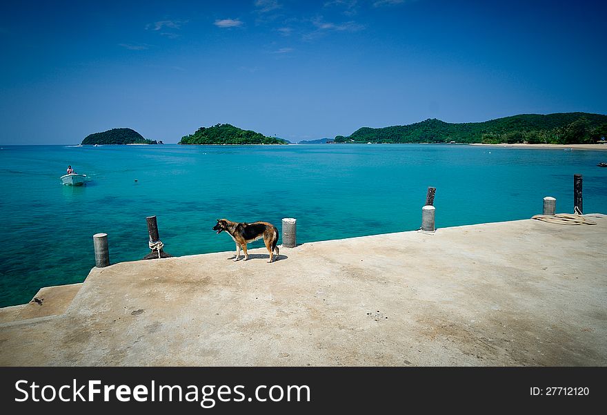 Dog wait for it's boss at seaside. Dog wait for it's boss at seaside