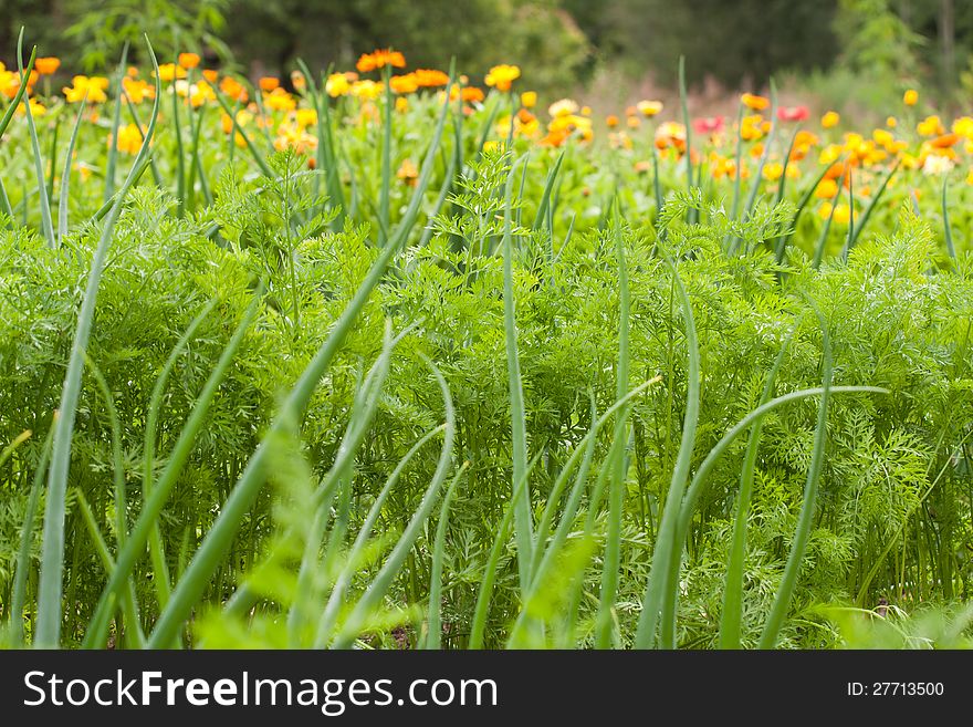 Carrot tops and scallion in vegetable garden