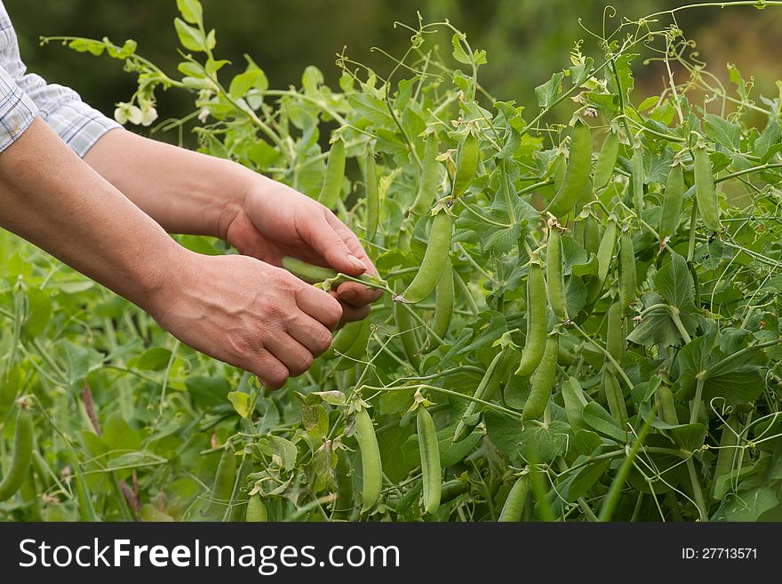 Harvesting Pea Pods