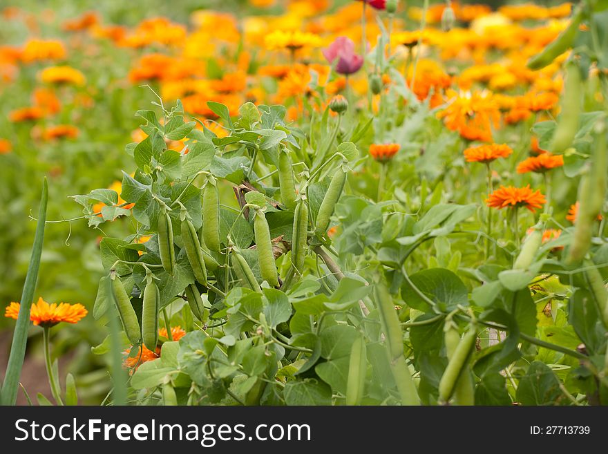 Pea plants over the blooming Calendula flowers in the background. Pea plants over the blooming Calendula flowers in the background.