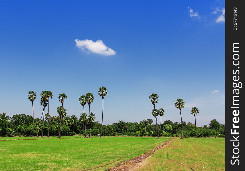 Palm tree in a rice field with blue sky. Palm tree in a rice field with blue sky