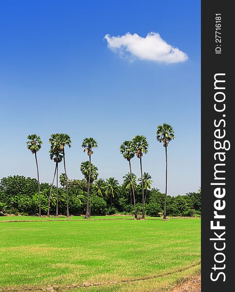 Palm tree in a rice field with blue sky. Palm tree in a rice field with blue sky