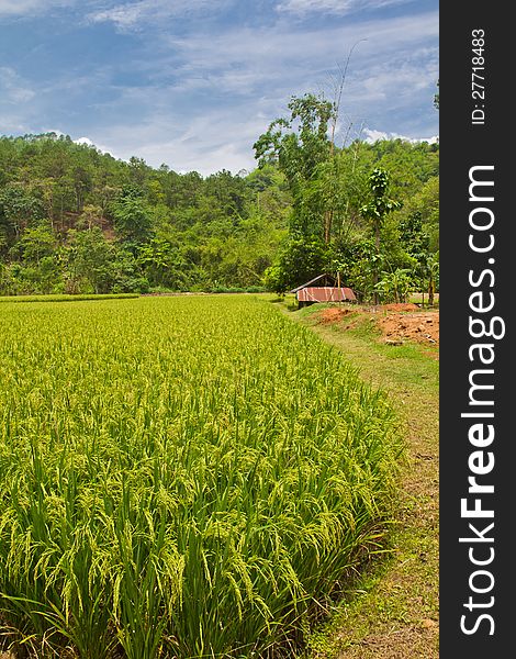 Paddy rice field and blue-sky