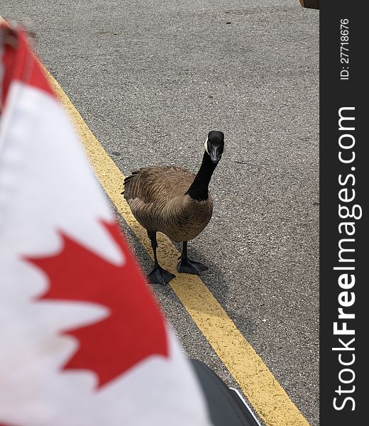 A Canadian goose peeks around the side of a canadian flag. A Canadian goose peeks around the side of a canadian flag