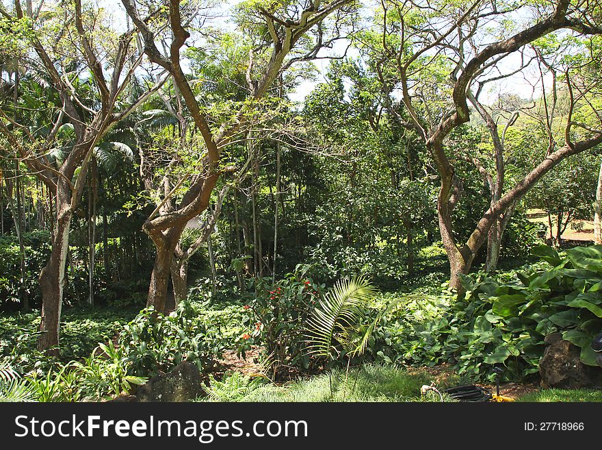 This is part of the lush, rain forest that we saw as we walked along a guided tour of Allerton Gardens, in the National Botanical Gardens Gardens, on the Island of Kauai, Hawaii. Photo taken on May 21, 2012. This is part of the lush, rain forest that we saw as we walked along a guided tour of Allerton Gardens, in the National Botanical Gardens Gardens, on the Island of Kauai, Hawaii. Photo taken on May 21, 2012.