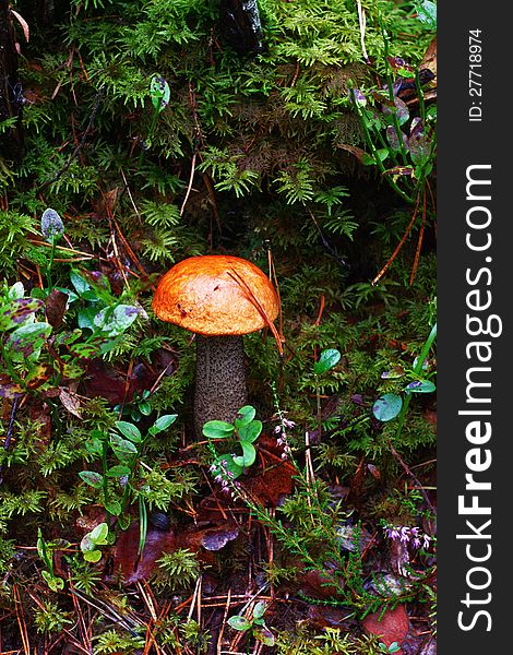 The aspen mushroom with a bright orange hat grows among small forest plants. The aspen mushroom with a bright orange hat grows among small forest plants.