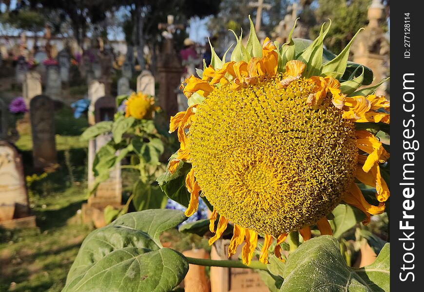 Sunflower In Barichara Cemetery. An Open-air Museum.