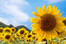 Sunflower Field With Blue Sky Background Stock Photography Sunflower Field With Blue Sky Background Stock Photography