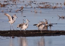 Sandhill Cranes Royalty Free Stock Photo Sandhill Cranes Royalty Free Stock Photo