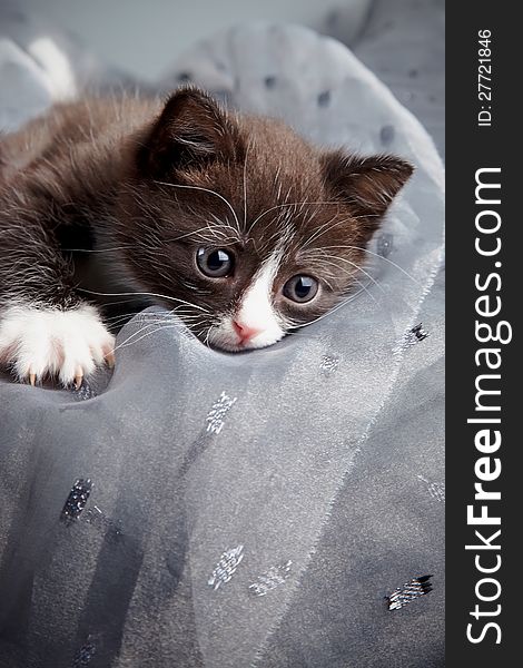 Small kitten on a gray background