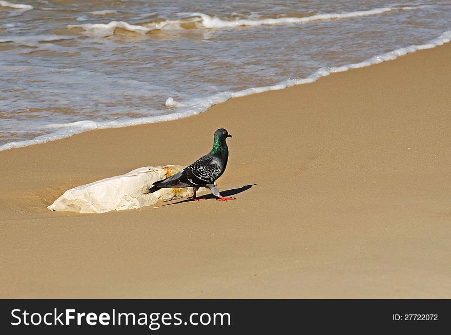 Pigeon walk on the shore