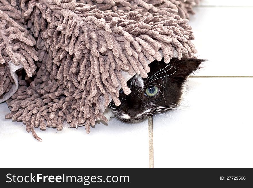 Kitten Hiding Under Carpet