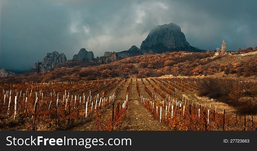 Vineyard In Crimea