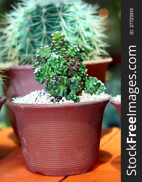 A small cactus grow in the pot.