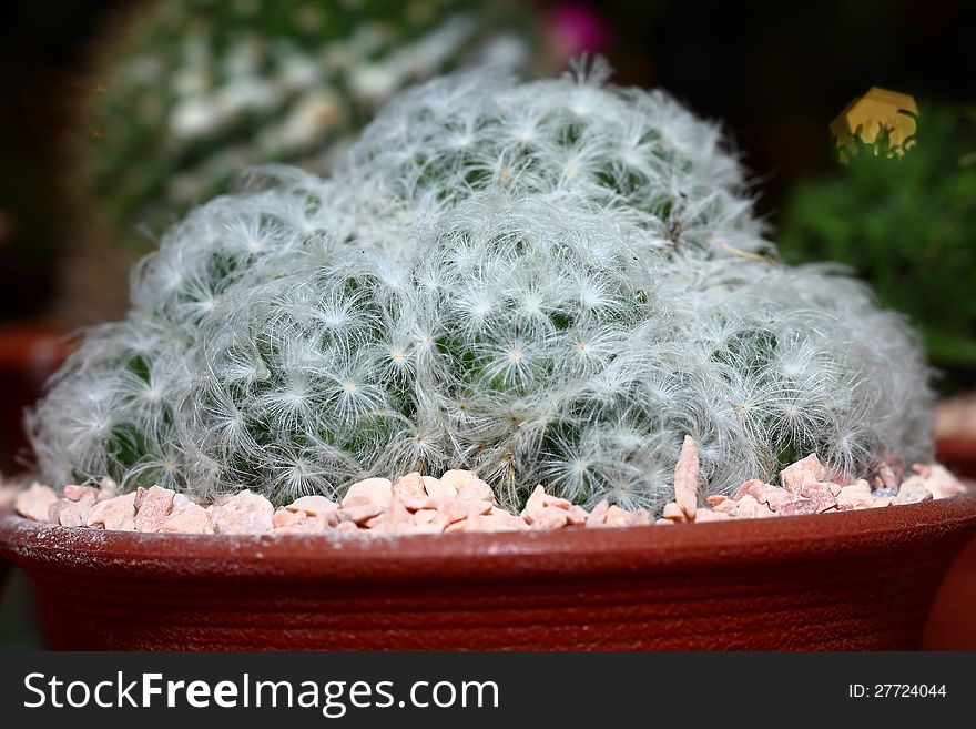 A small cactus grow in the pot.